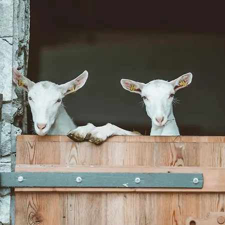 Stockachhof Διαμέρισμα *